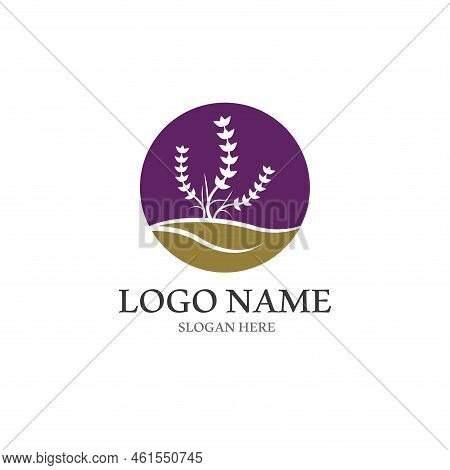 Fresh Lavender Flower Logo Vector