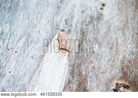 Light Smooth Bark Of The Tree, Close-up