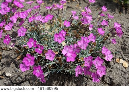 A Lot Of Pink Flowers Of Dianthus Gratianopolitanus La Bourboule In Mid May