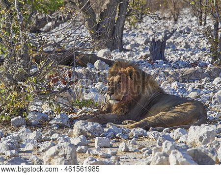 Big Male Maned Lion Relaxing In The Shade Of A Mopane Tree On The Rocky Ground In Etosha National Pa