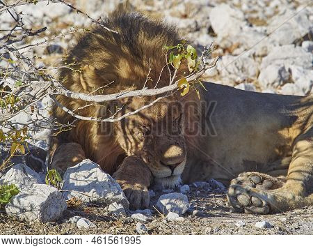 Big Male Maned Lion Relaxing In The Shade Of A Mopane Tree On The Rocky Ground In Etosha National Pa