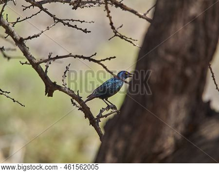 Lamprotornis A Large Glossy Starling, Sitting In A Mopane Tree In The African Savannah
