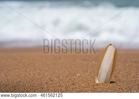 Cuttlefish Bone Wedged In The Sand On The Beach.