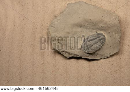 Asaphiscus Wheeleri Is A Genus Of Trilobite That Lived In The Cambrian. Its Remains Have Been Found 