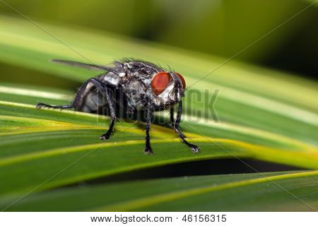 Fly, стоя на лист