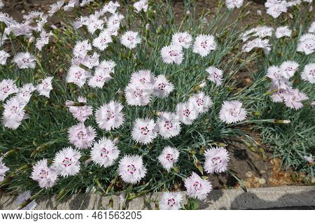 View Of Pale Pink Flowers And Buds Of Garden Pink In Mid May