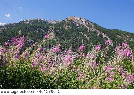 Mountain Range Of The Italian Alps And Alpine Pink Flowers Willowherb On A Sunny Summer Day.