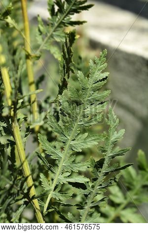 Yarrow Green Leaves In The Garden In Summer