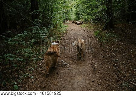 Australian Shepherds Run Along Forest Road In Summer. Happy Best Friends Aussie Red Tricolor And Red