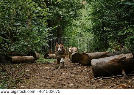 Two Brothers Dog Are Adult Littermates. Australian Shepherds Run On Forest Road In Summer. Happy Bes