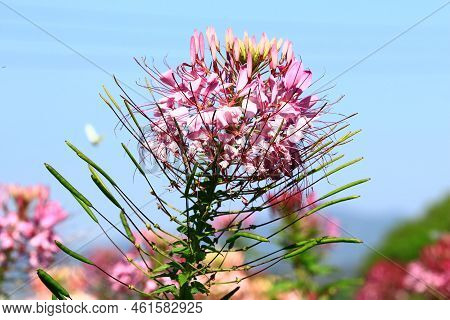 Amazing View Of Spider Flower(spiny Spiderflower,cleome Hassleriana),close-up Of Pink With Pink Flow