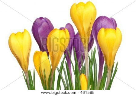 Krokus