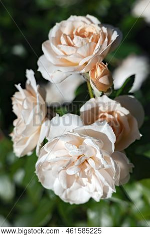 Delicate Fragrant Beautiful Cream Roses Flower Bloom On A Bush Among Emerald Leaves In The Garden In
