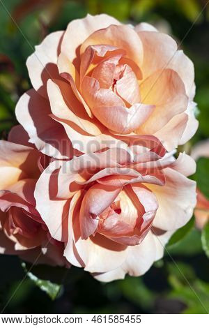 Delicate Fragrant Beautiful Cream Roses Flower Bloom On A Bush Among Emerald Leaves In The Garden In