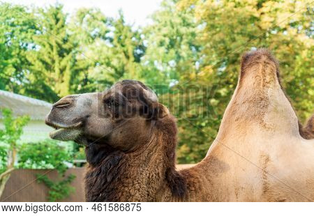 Profile Portrait Of A Camel Against The Backdrop Of Wildlife. Dromedar Walks In The Park On The Lawn