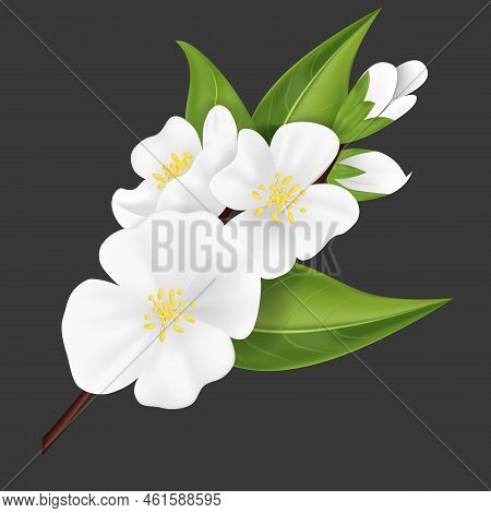 Realistic Detailed 3d White Jasmine Flower . Vector Illustration Of Beautiful Blooming Jasmin Branch