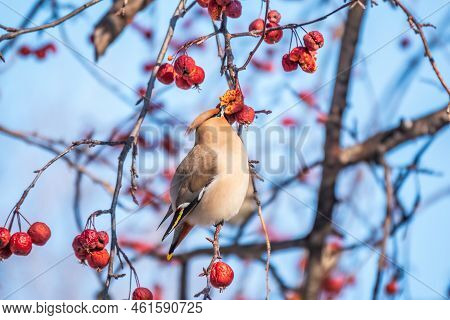 Bohemian Waxwing, A Beautiful Tufted Bird, Latin Name Bombycilla Garrulus, Sitting On A Wild Apple T