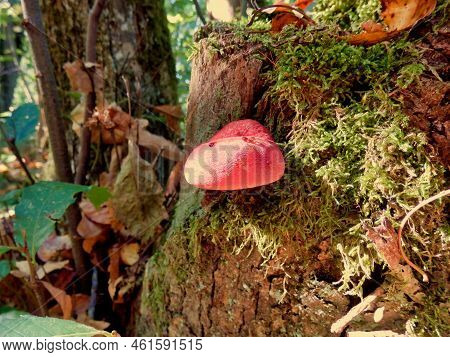 Beefsteak Or Ox-tongue Fungus Aka Fistulina Hepatica Just Emerging From An Oak Tree Stump. As Can Be