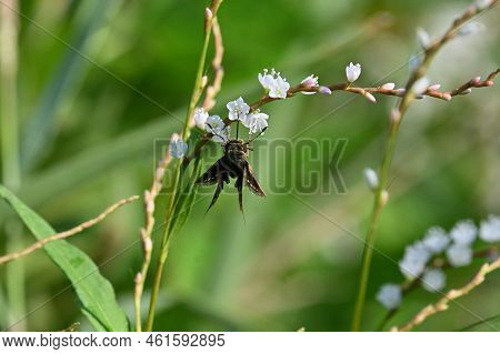 Persicaria Japonica Flowers. Dioecious And Polygonaceae Perennial Plants. Grows In Wetlands And Bloo