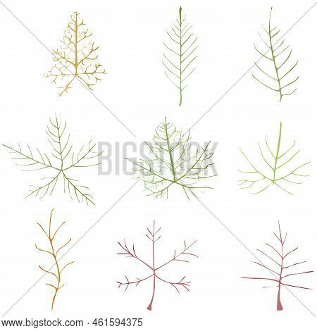 Leaf Vector Doodle Botanical Illustration Set. Autumn Leaves. Colorful Vector Illustration Isolated 