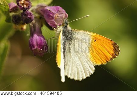 Detailed Colorful Closeup On A Male Orange Tip Butterfly, Anthocharis Cardamines Drinking Necar With
