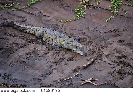 Crocodile, Spectacled Caiman Crocodilus Resting On The River, Riverbank, Crocodilian Reptile Found I