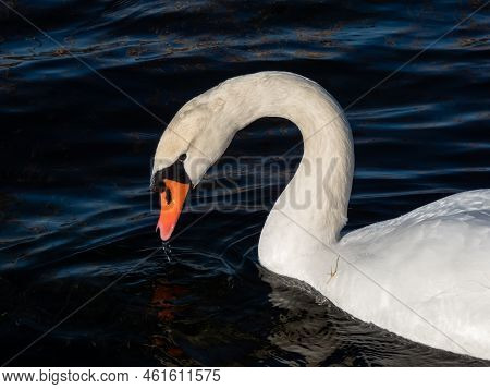 Beautiful Close-up Of Portrait Of Adult Mute Swan (cygnus Olor) With Focus On Eye And Head With Deep