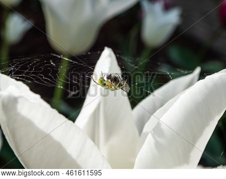 Close-up Of The Cucumber Green Spider (araniella Cucurbitina) With It's Prey On A Spider Web Among P