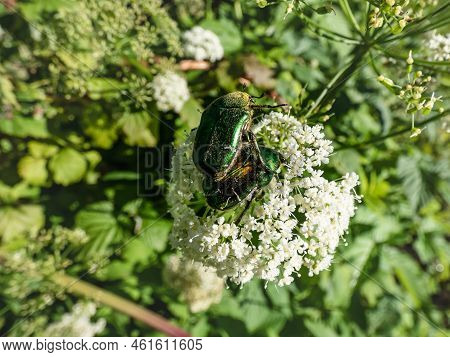 Macro Shot Of A Couple Of Metallic Rose Chafers Or The Green Rose Chafers (cetonia Aurata) Covered W