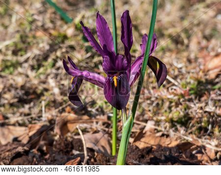 Close-up Shot Of The Cultivar Of The Netted Iris Or Golden Netted Iris (iris Reticulata) 'george' Wi