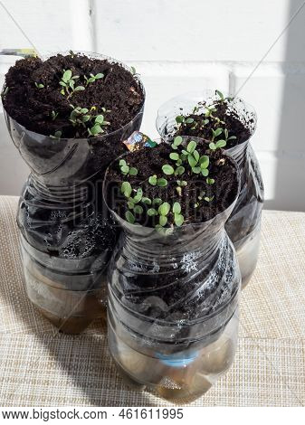 Growing Young, Green Seedlings In Diy Plastic Pots Made From Cut Plastic Bottles. Small, Green Plant