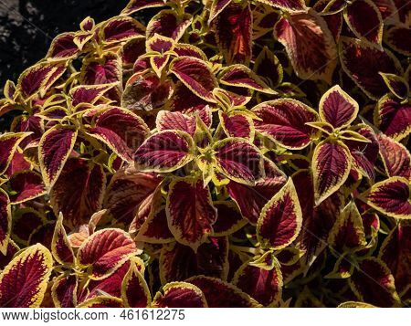 Flame Nettle Or Painted Nettle (coleus X Blumei) 'wizard Scarlet' With Burgundy-red Foliage With Thi
