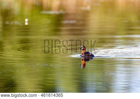 Cute Small Water Bird Little Grebe, Tachybaptus Ruficollis, Swimming On A River Hunting For Food.