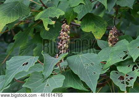 Japanese Mallotus Tree. Euphorbiaceae Deciduous Tree. The Young Leaves In Spring Are Bright Red, Spi