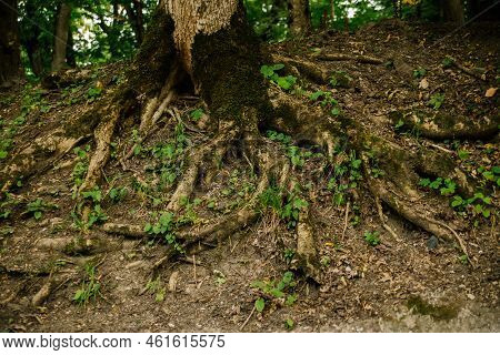 Large And Long Tree Roots. Forest Or Park. The Roots Are Intertwined And Tangled. Natural Background