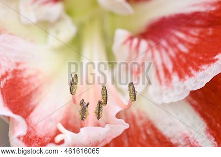 Pink And White Flower Of Amarillys Plant