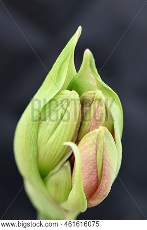 Red Bud Of The Amarillys Flower Start Opening