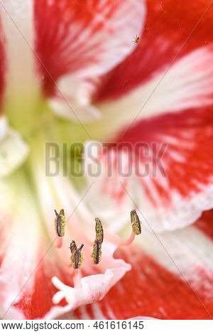 Pink And White Flower Of Amarillys Plant