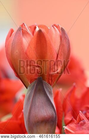 Red Bud Of The Amarillys Flower Start Opening