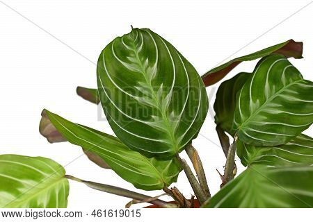 Leaf Of Exotic 'maranta Leuconeura Cat Moustache' (botanic Name) Houseplant On White Background. Als