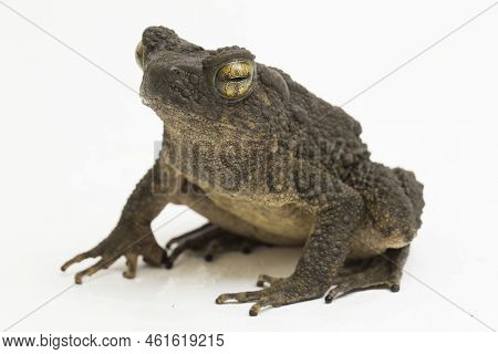 Asian Giant Toad Phrynoidis Asper Isolated On White Background