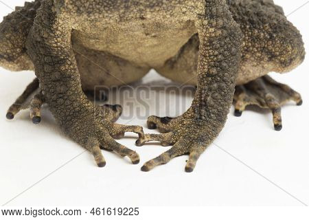 Asian Giant Toad Phrynoidis Asper Isolated On White Background