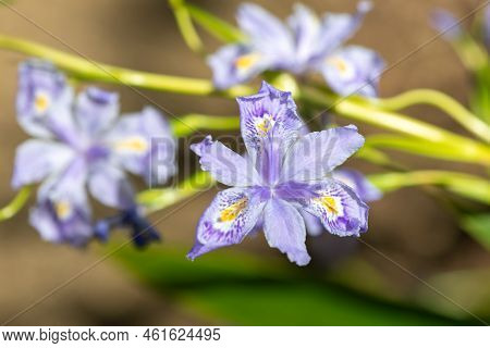 Bamboo Iris (iris Confusa) Flowers