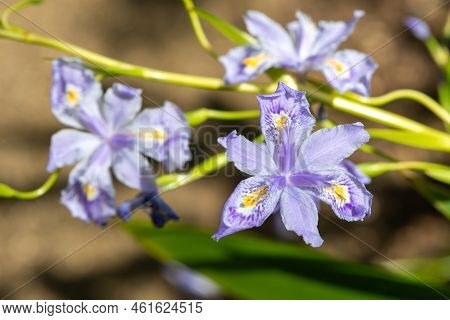 Bamboo Iris (iris Confusa) Flowers