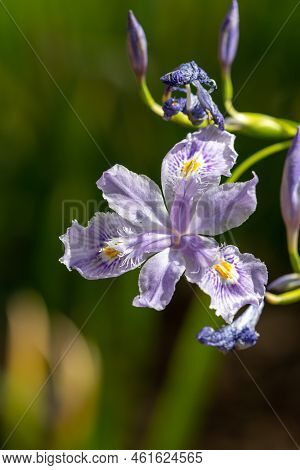 Bamboo Iris (iris Confusa) Flower