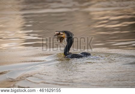 A Cormorant Getting Ready To Eat A Fish That It Caught In A Lake.