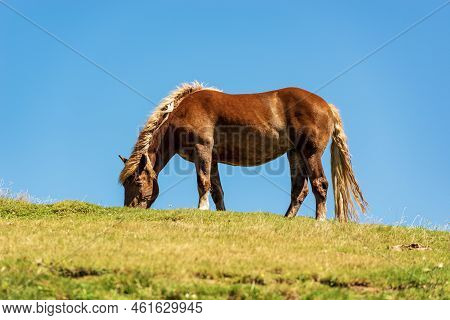 Brown Horse In A Mountain Pasture On A Clear Blue Sky, Side View And Green Meadow. Feistritz An Der 