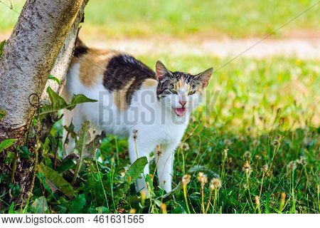 White And Yellow Pregnant Domestic Cat Standing In A Grass And Says Miaow.summer Day.