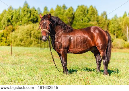 Brown Workhorse Standing In A Farmfield On A Summer Day.in A Background Outdoors Nature Trees.