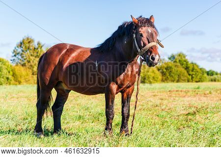 Brown Workhorse Standing In A Farmfield On A Summer Day.in A Background Outdoors Nature Trees.